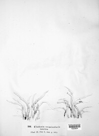 Cladonia vermicularis image
